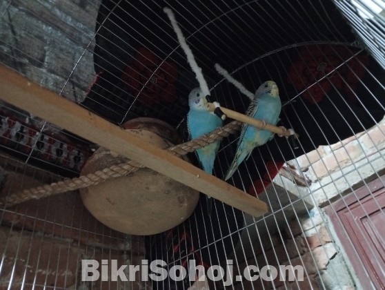 নীল রং-এর বাজরিকা